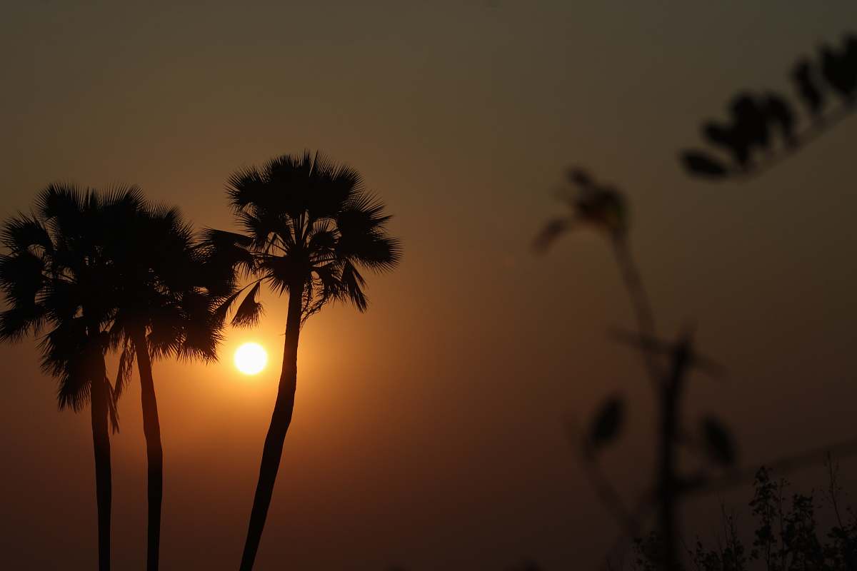 arecaceae silhouette of palm trees during sunset flora